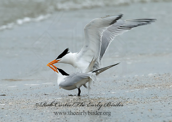 Thalasseus maximus  ROYAL TERN 7004406z