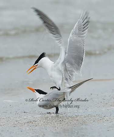 Thalasseus maximus  ROYAL TERN 7004407z