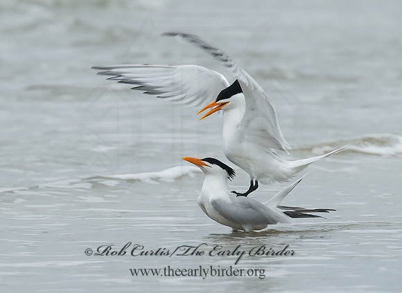 Thalasseus maximus  ROYAL TERN 7004411z