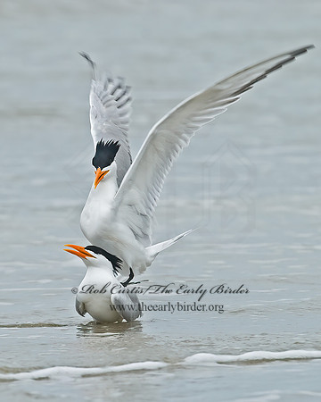 Thalasseus maximus  ROYAL TERN 7004415z