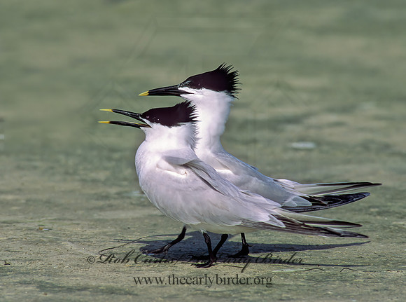 Thalasseus sandvicensis  SANDWICH TERN 69002z