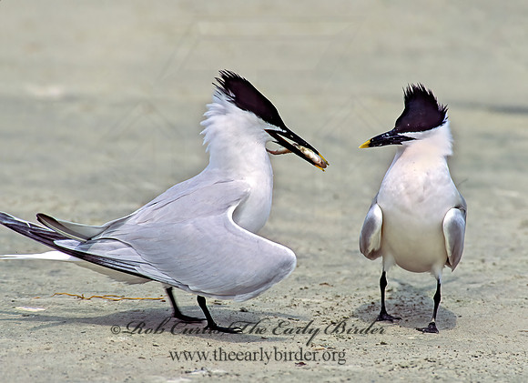Thalasseus sandvicensis  SANDWICH TERN 88211z