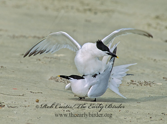 Thalasseus sandvicensis  SANDWICH TERN 88136z