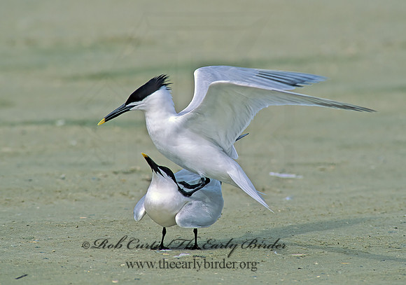 Thalasseus sandvicensis  SANDWICH TERN 48823z