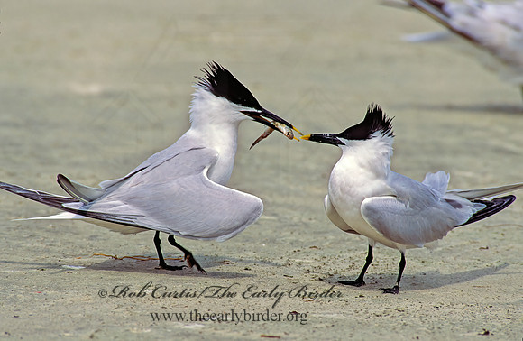 Thalasseus sandvicensis  SANDWICH TERN 88212z