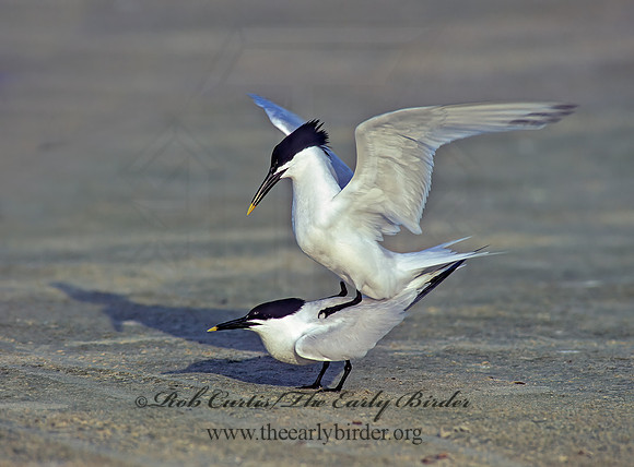 Thalasseus sandvicensis  SANDWICH TERN 68807z
