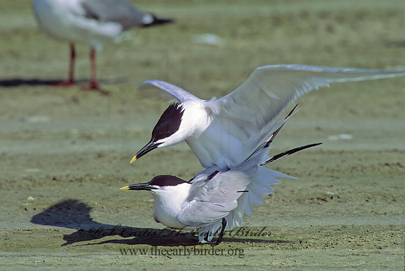 Thalasseus sandvicensis  SANDWICH TERN 49115z