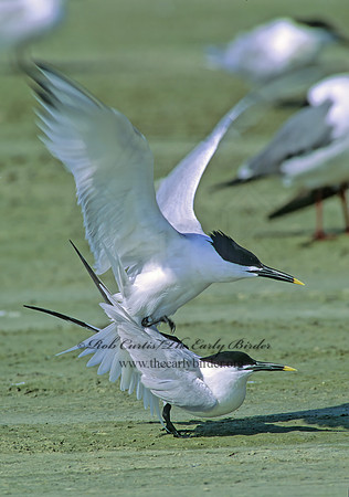 Thalasseus sandvicensis  SANDWICH TERN 49119z