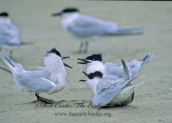 Thalasseus sandvicensis  SANDWICH TERN 48918z