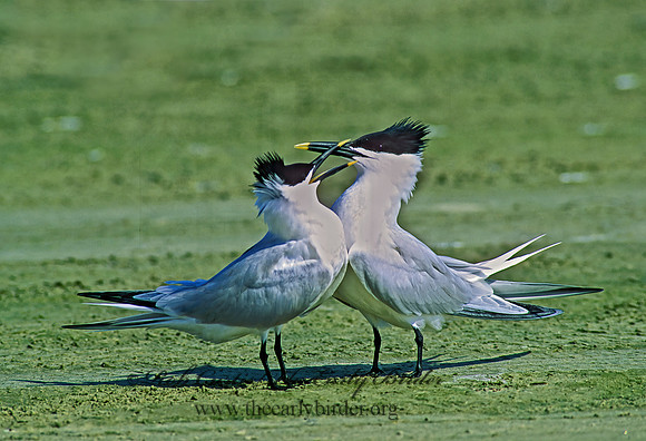 Thalasseus sandvicensis  SANDWICH TERN 49108z