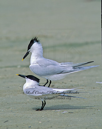 Thalasseus sandvicensis  SANDWICH TERN 48827z