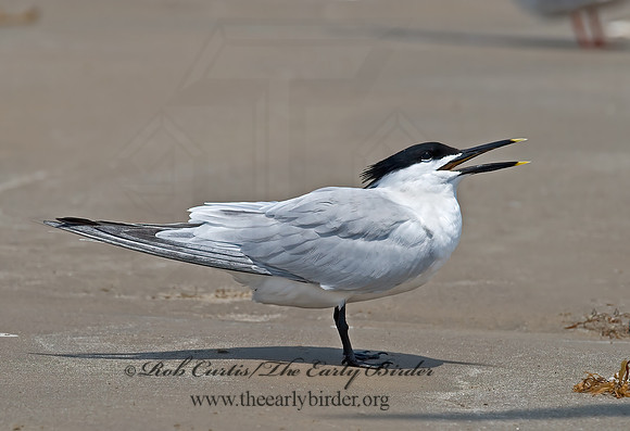 Thalasseus sandvicensis  SANDWICH TERN 7004577z