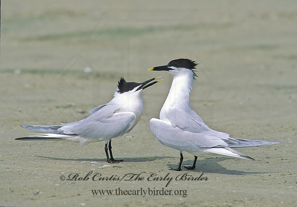 Thalasseus sandvicensis  SANDWICH TERN 48821z
