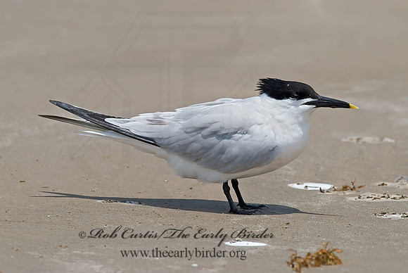 Thalasseus sandvicensis  SANDWICH TERN 7004556z