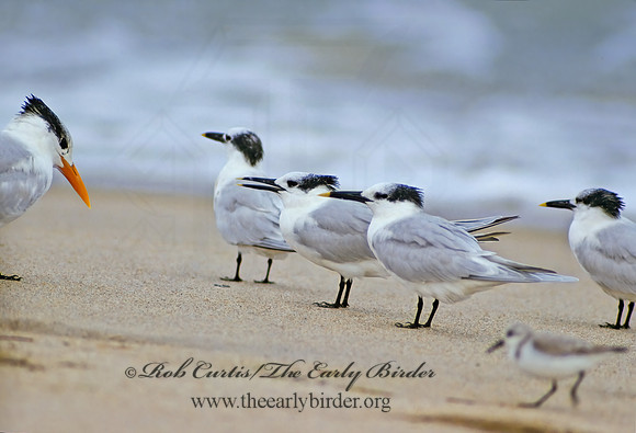 Thalasseus sandvicensis  SANDWICH TERN 7330z
