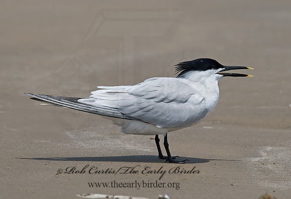 Thalasseus sandvicensis  SANDWICH TERN 7004574z