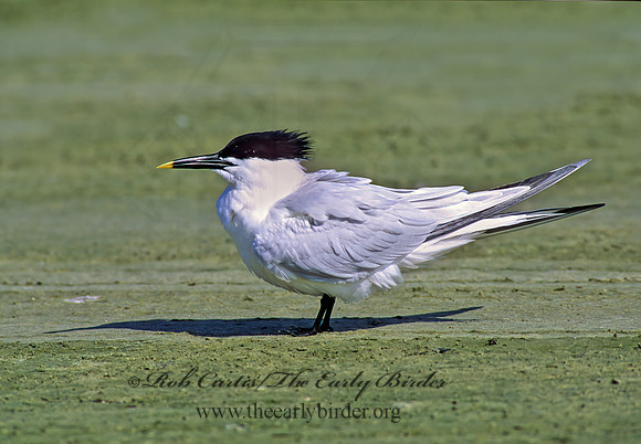Thalasseus sandvicensis  SANDWICH TERN 49121z