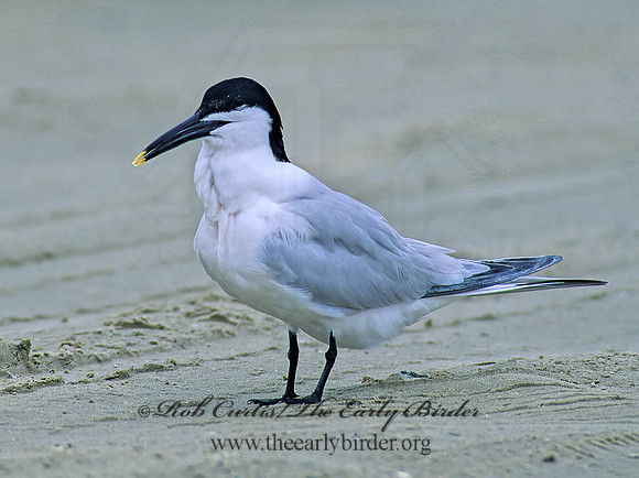 Thalasseus sandvicensis  SANDWICH TERN 48914z