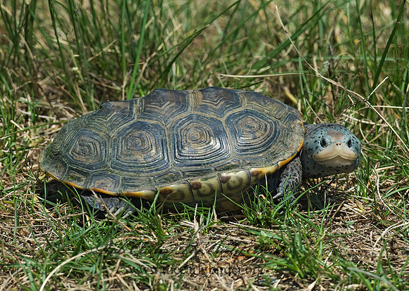 Malaclemys terrapin littoralis  TEXAS DIAMONDBACK TERRAPIN 6022614z