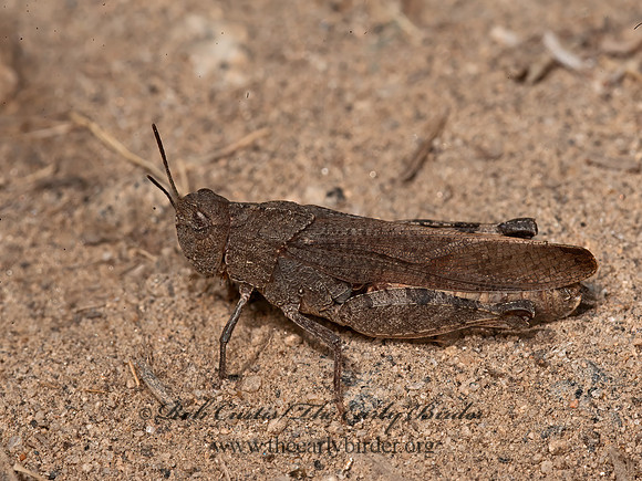 Chimarocephala pacifica incisa  PAINTED MEADOW GRASSHOPPER 8037143z