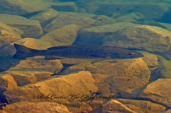 Micropterus dolomieu  SMALLMOUTH BASS 9066260z