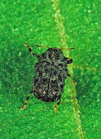 Exema dispar  CASEBEARER LEAF BEETLE 1288132z