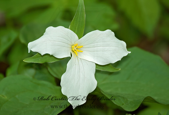 Trillium grandifolium  WHITE TRILLIUM 4000606z