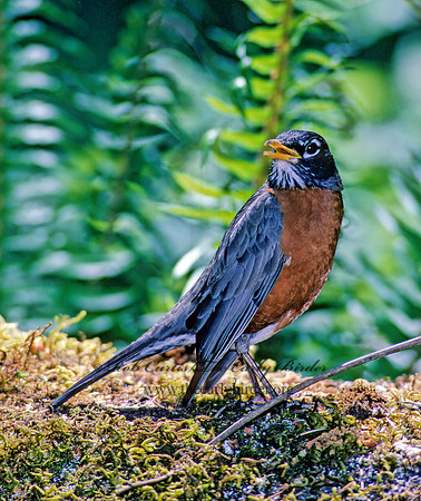 Turdus migratorius  AMERICAN ROBIN 133418z