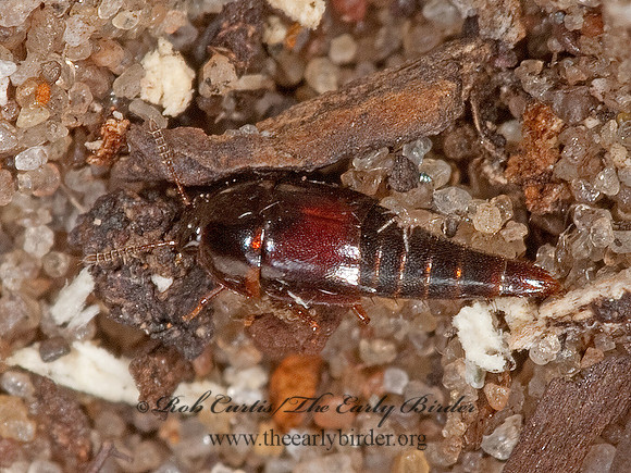 Coproporus ventriculus 3003100 z