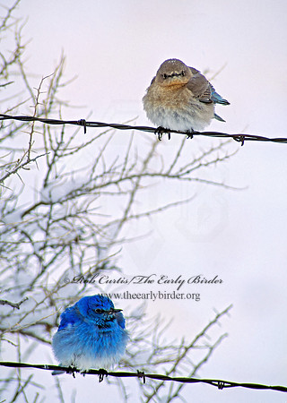 Sialia currucoides  MOUNTAIN BLUEBIRD  102637z