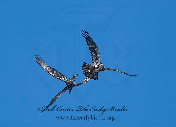 Haliaeetus leucocephalus  BALD EAGLE 7014032z