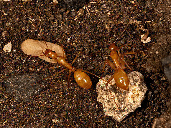 Camponotus festinatus  CARPENTER ANT 3035743z