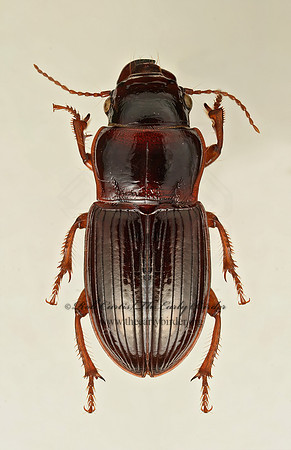 Cratacanthus dubius 9019456z