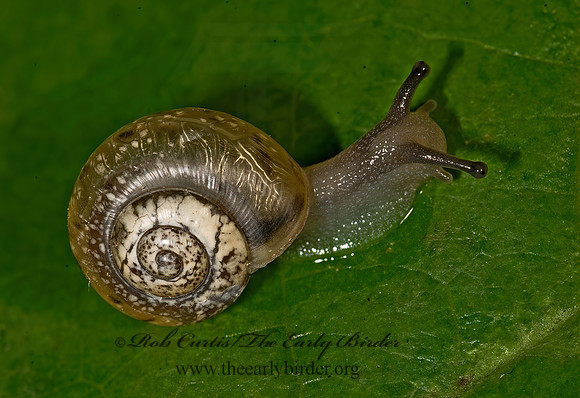 Mesodon  POLYGYRID SNAIL 8016295z