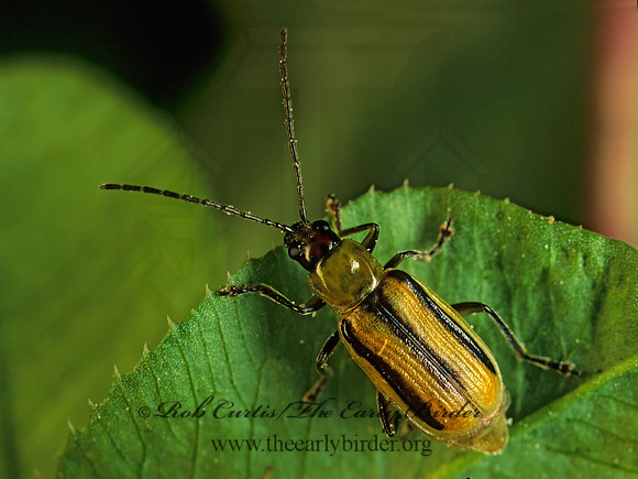 Diiabrotica vergifera 178907z