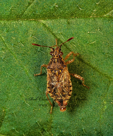 Neortholomus scolopax 172937z