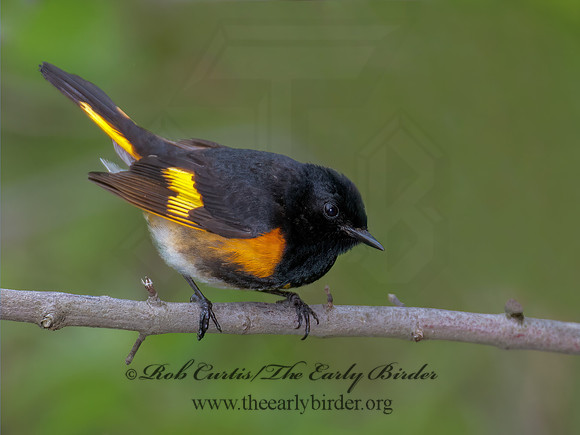 Setophaga ruticilla  AMERICAN REDSTART 9000908z