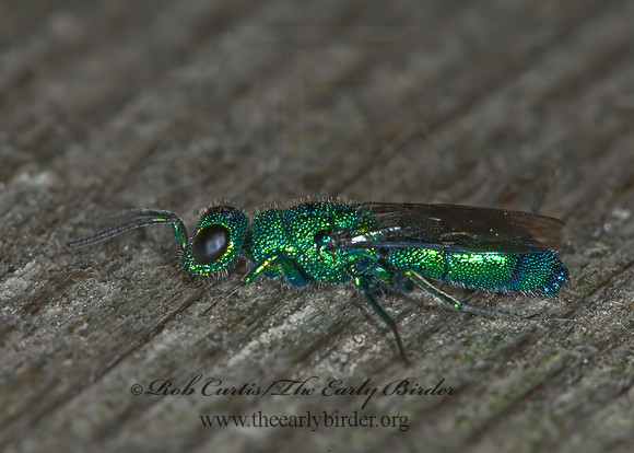 Chrysis  6015483z