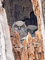 Bubo virginianus GREAT HORNED OWL 9067751z