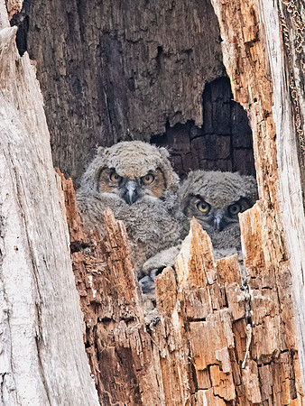 Bubo virginianus  GREAT HORNED OWL 9067751z