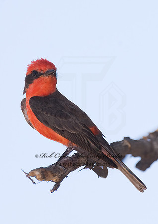 Pyrocephalus rubinus  VERMILION FLYCATCHER 7008593Z
