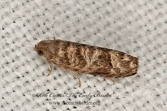 Grapholita packardi  CHERRY FRUITWORM MOTH 9066387z