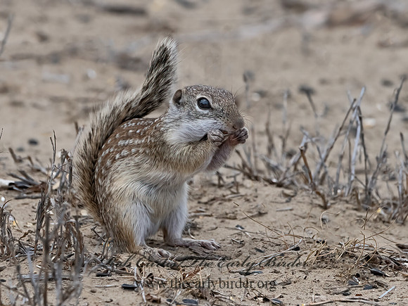 Ictidomys parvidens  RIO GRANDE GROUND SQUIRREL 3033519z