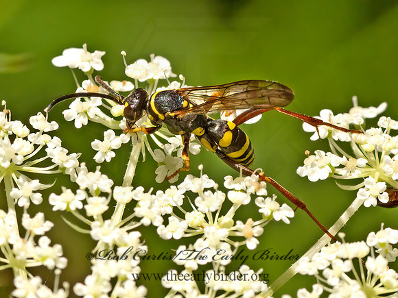 Ceropales maculata fraterna  TIGER SPIDER WASP 3022924z