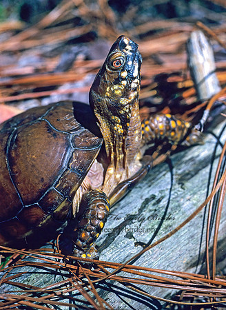 Terraoene carolina triunguis  3-TOED BOX TURTLE 169417z