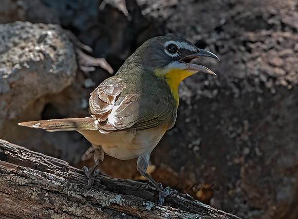 Icteria virens  YELLOW-BREASTED CHAT 3039760z