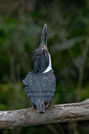 Ceryle torquata  RINGED KINGFISHER 3036120z