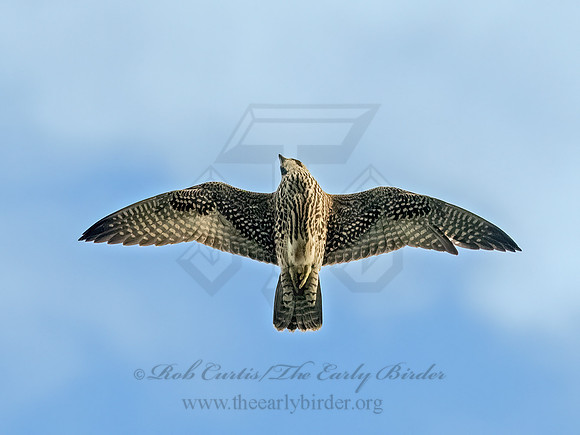 Falco peregrinus PEREGRINE FALCON 9091164z