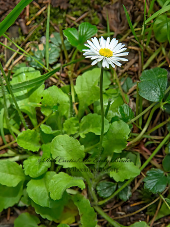 Bellis perennis  COMMON DAISY  9059250z
