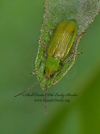 Diabrotica barberi NORTHERN CORN ROOTWORM  BEETLE 6014021z